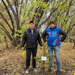 В Новосибирске активисты «Единой России» высадили сосны в память героев СВО