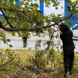 Евгений Ковалев помог жителям организовать опиловку старых деревьев