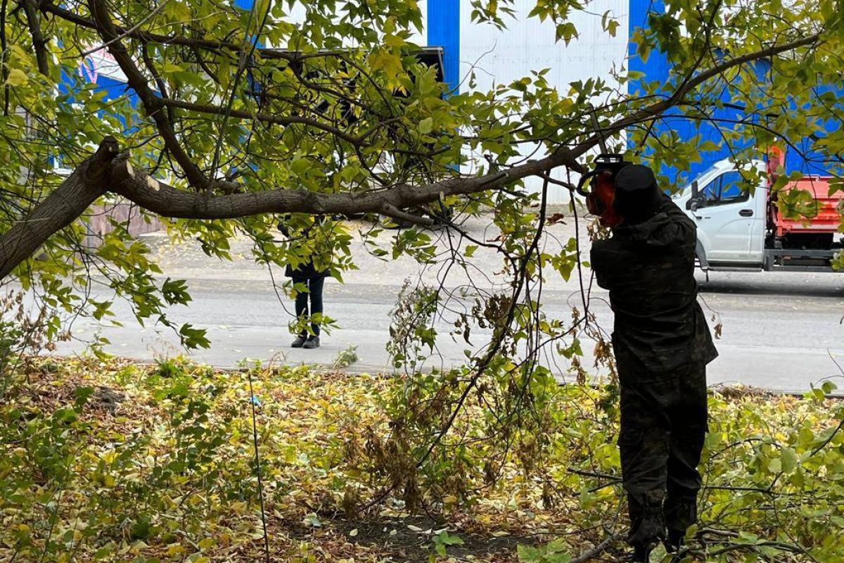 Евгений Ковалев помог жителям организовать опиловку старых деревьев