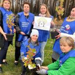 В Вологодской области активисты «Единой России» высадили более 150 саженцев деревьев