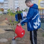 Аллею фруктовых деревьев высадили на стадионе «Пионер» в Дзержинске