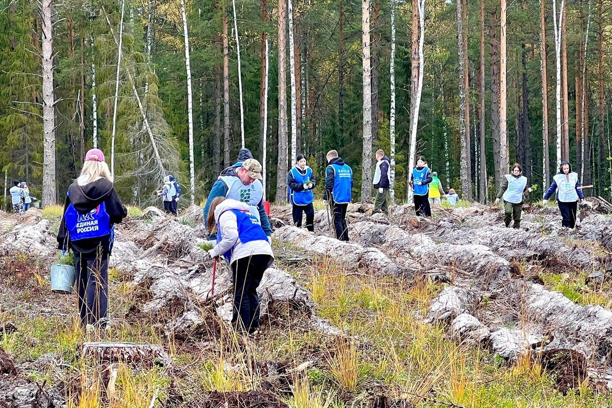 Более 16,5 тысячи сеянцев сосны высадили в Краснобаковском лесничестве в рамках акции «Сохраним лес»