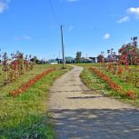 В Южноуральске завершена посадка 2 000 деревьев