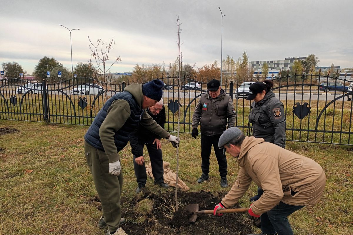 В Ульяновске высадили Аллею памяти участников специальной военной операции