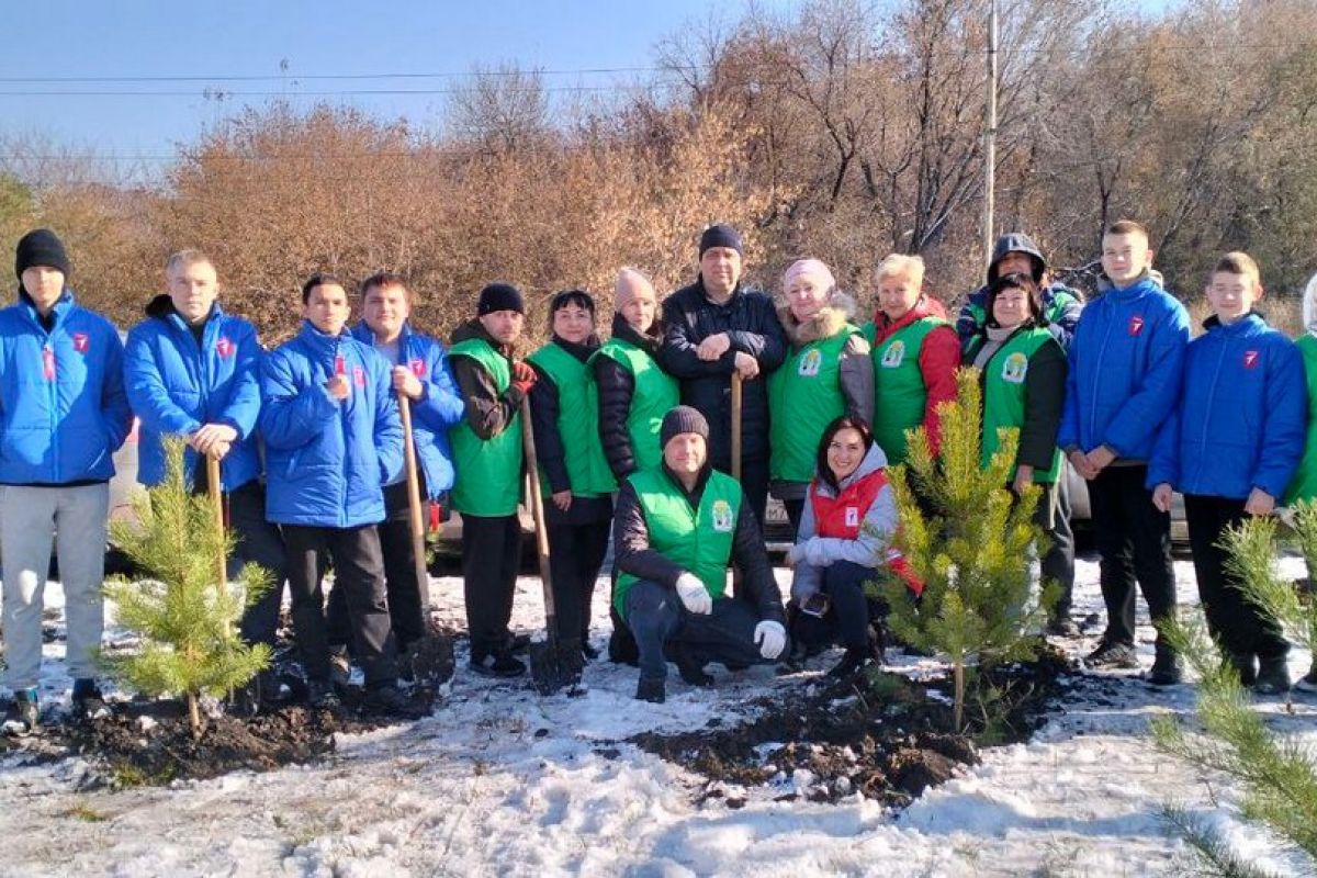 Единороссы высадили саженцы сосны в Прокопьевске