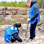 Более 16,5 тысячи сеянцев сосны высадили в Краснобаковском лесничестве в рамках акции «Сохраним лес»