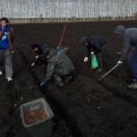 «Дубовый десант»: «Единая Россия» высадила тысячи желудей в Карагайском бору