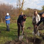 Активисты «Единой России» создали в Ростове-на-Дону новые аллеи в честь бойцов СВО