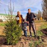 В Большечерниговском районе  высадили Аллею Памяти в честь земляков-героев СВО
