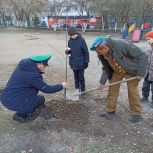 В Красноярске высадили аллею отцов