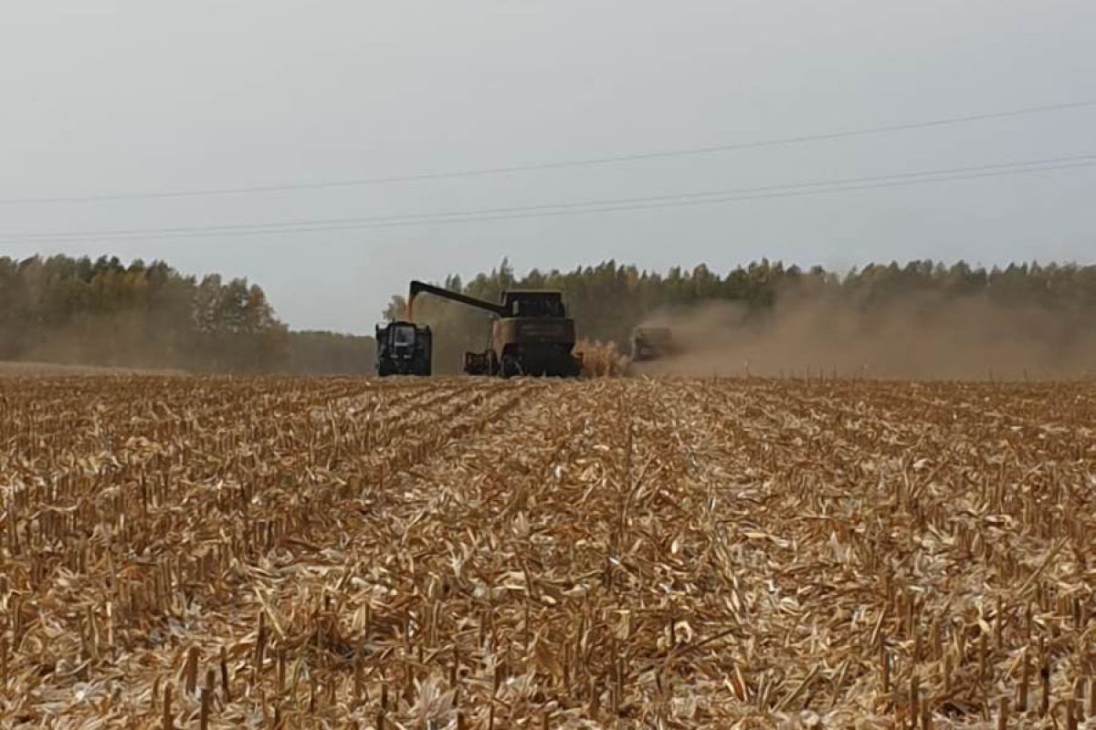 На тамбовских полях продолжается уборочная кампания и завершается сев озимых