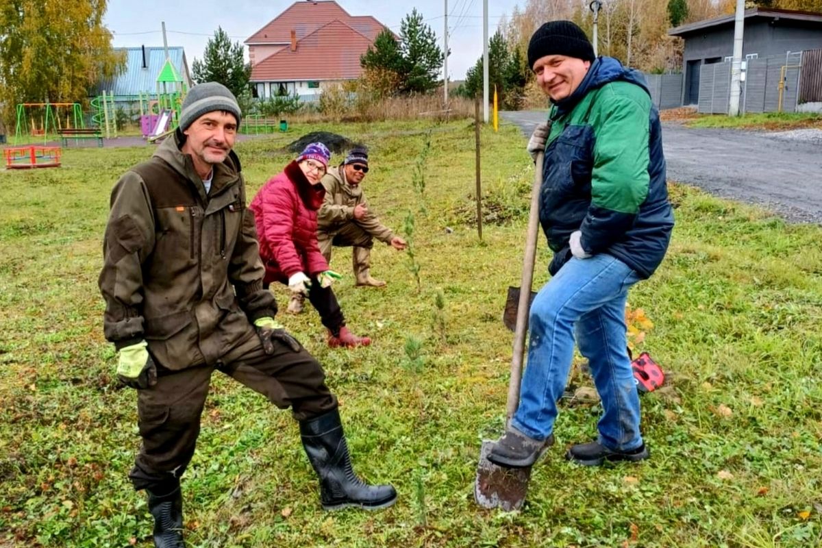 Активисты «Единой России» высадили 100 кедров в Кемерове