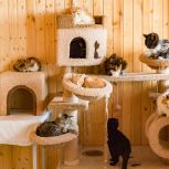 На mos.ru заработал новый сервис «Моспитомец»