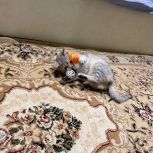 Единороссы спасают попавших в беду животных