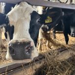 Владимирская область может получить дополнительное финансирование АПК