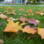 Где и как должны убирать опавшие листья