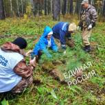 В рамках партпроекта «Чистая страна» в Железногорске высадили саженцы кедра