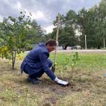 В Троицком сквере Новосибирска посадили березы