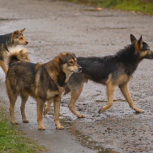 Ситуация с безнадзорными собаками – на контроле столичной администрации и молодёжных активистов «Единой России»