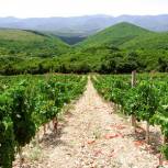Кубанские депутаты выступили с инициативой законодательно закрепить статус виноградопригодных земель