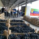 Белгородский логистический центр партии принял более 17 тонн винограда из республики Дагестан
