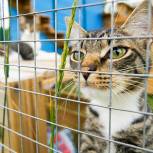 Александр Козлов: Запуск онлайн-сервисов для владельцев домашних животных повысит ответственность за питомцев