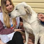 Новооскольские молодогвардейцы помогли местному питомнику для собак