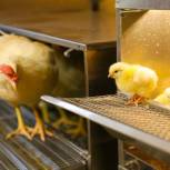 В рамках реализации народной программы партийцы обеспечивают продовольственную безопасность региона: для птицефабрики «Северная» доставили 7 250 птиц