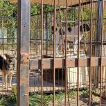 Волонтеры «Единой России» оказали помощь приюту для животных «Валента»