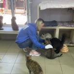 Молодогвардейцы Зеленодольского района передали в приют «Кот и Пёс» корм для животных