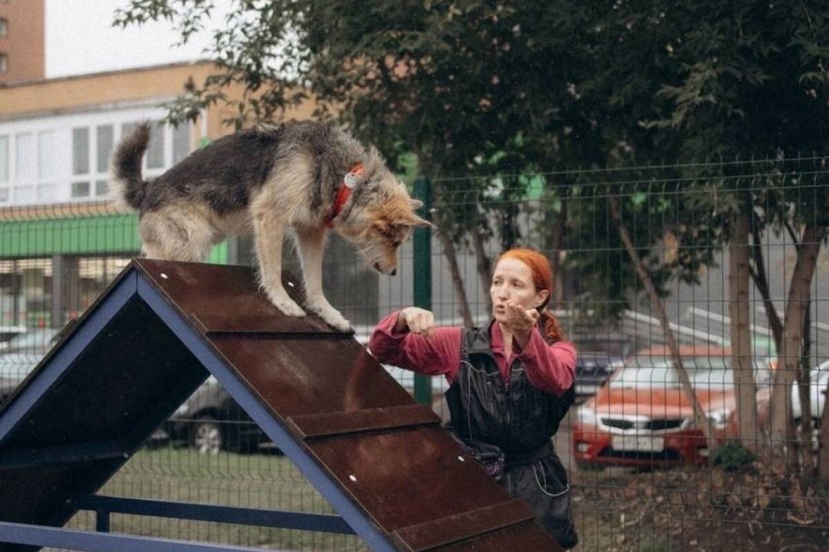 Новая площадка для игр с собаками появилась в Советском районе Красноярска