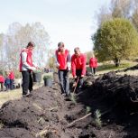 В Кузбассе высадили более 4 тысяч кедров