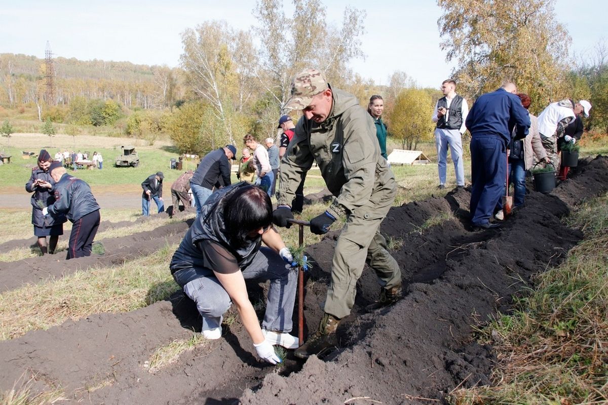 В Кузбассе высадили более 4 тысяч кедров
