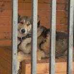 На Камчатке сторонники «Единой России» передали в приют для собак более 100 кг корма