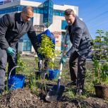 Алексей Вихарев принял участие в высадке аллеи сирени