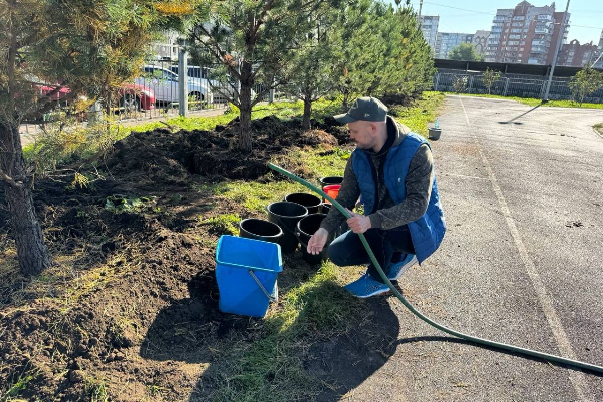 Во дворе красноярской школы №150 высадили сосны