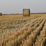 Там, где зарождается хлеб: На Кубани продолжается регистрация площадок на Первый Всероссийский Агродиктант