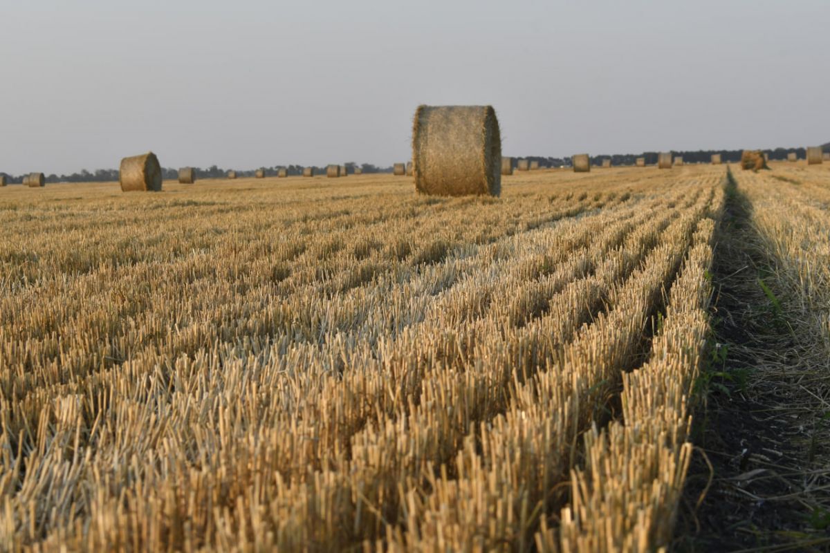 Там, где зарождается хлеб: На Кубани продолжается регистрация площадок на Первый Всероссийский Агродиктант