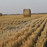 Аграрный диктант «Единой России» в Пермском крае напишут на более чем 70 площадках