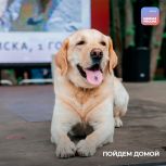 В Рязани состоится шестая в этом году традиционная выставка по пристройству животных «Пойдем домой»