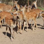 Заповедный лес и пятнистые олени: экскурсия в Копорье для членов семей участников СВО