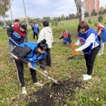 Осинниковские единороссы высадили рябины в городском парке