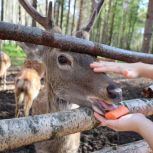 В Нижегородской области «Единая Россия» организовала экскурсию в заповедник для членов семей участников СВО