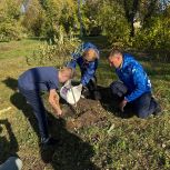 Копейские единороссы высадили деревья