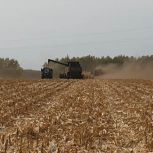 Тамбовские аграрии приступили к уборке урожая кукурузы