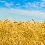 Россия в этом году экспортирует около 18 млн тонн зерна - Зубков