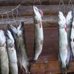 В России будет запрещено ловить рыбу сетями и электроудочками - Росрыболовство