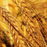 Россия установила новый рекорд по экспорту пшеницы