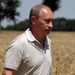 Россия будет полностью обеспечена продуктами питания и фуражным зерном - Путин