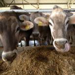 Помощь многодетным семьям в развитии подсобного хозяйства станет постоянной